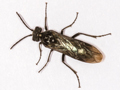 Dolerus niger